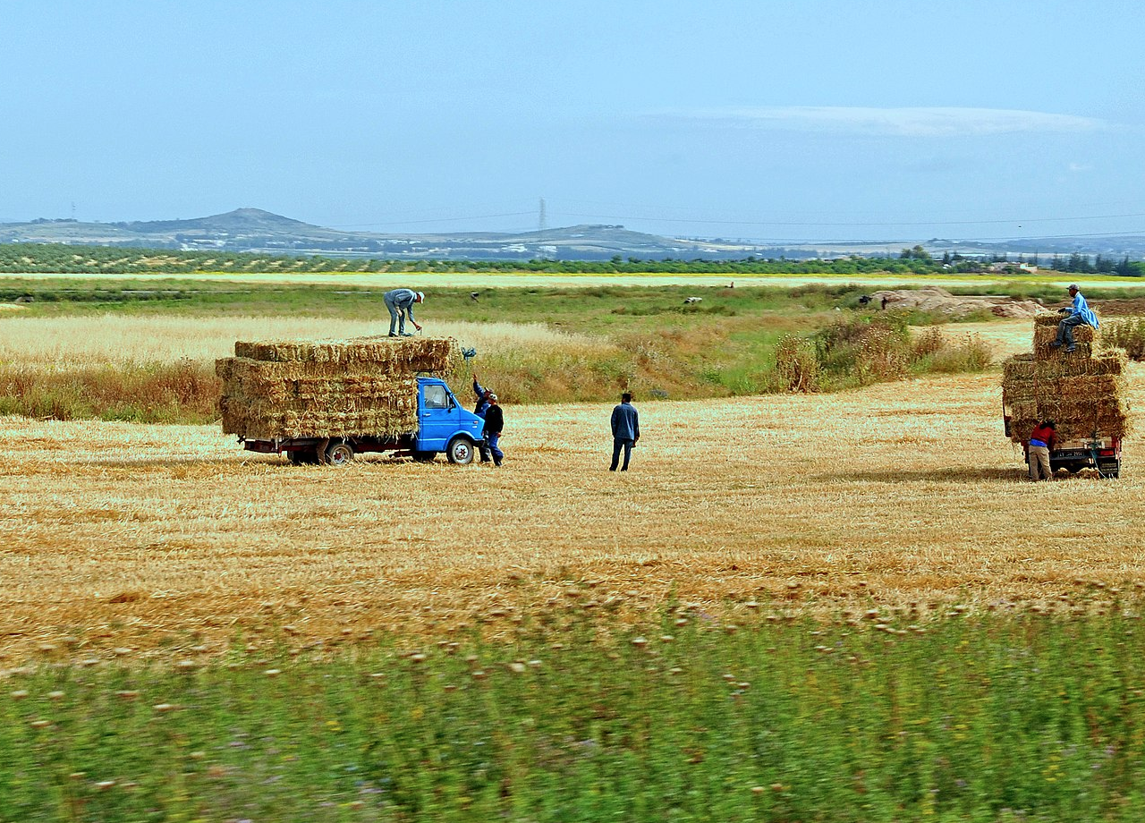 Tunisie : Les exportations agricoles et agroalimentaires constituent 10 % des exportations totales de marchandises du pays