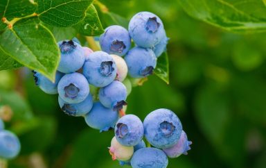 blueberries 3548239 1280